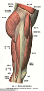 人体解剖--骨骼，肌肉很全面的套图