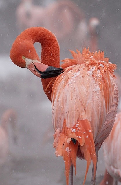 Flamingo at Smithson...