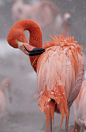 Flamingo at Smithsonian’s National Zoo