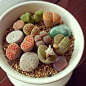 Lovely lithops! Living rocks.