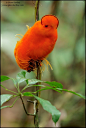 圭亚那动冠伞鸟（Rupicola rupicola）和安第斯动冠伞鸟（R. peruviana）