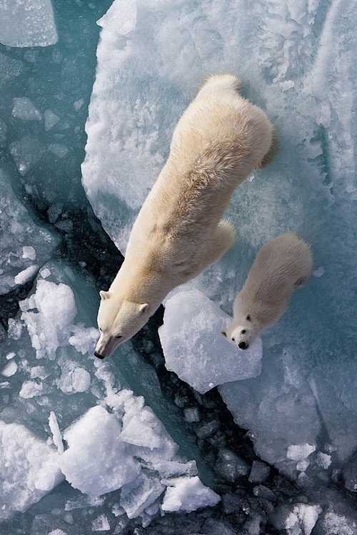 Polar Bears | by: {M...