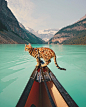 General 1080x1349 cat landscape mountains water trees animals boat