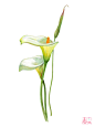 画师：#麦小朵# 花卉插画 马蹄莲别名为水芋-花语是忠贞不渝、永结同心。