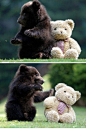 teddy & bear<3 | Most Amazing Photography #摄影# #美图#