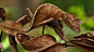 LeafTailGecko_马达加斯加，昂达西贝国家公园，正在模仿树叶的叶尾壁虎 (© Thomas Marent/Corbis)