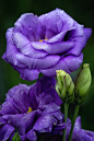 好喜欢  好梦幻的紫色
~~Lisanthus by Margaret Barry~~