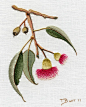 gum-blossom.jpg (758×942)