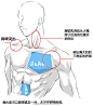 #优动漫好料推荐# 【画法教程】人体肌肉教程，知己知彼百战百胜，要画人体当然要了解骨骼啊肌肉等等的结构分布，此教程在讲解人体肌肉同时，教你如何绘制肌肉男！ ​​​​