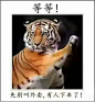 北京野生动物园一家人多次下车 警方：老虎不是吃素的