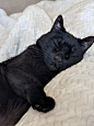 So sleepy : blackcats