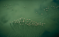 Flamingos take flight, Lake Magadi, Kenya
© Bobby Haas/Getty Images; 