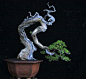 Anthropomorphic bonsai