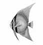 orbicular-batfish-1600.jpg (1548×1600)