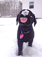 啦啦啦~~下雪啦~雪地里来个一群小画家~ #狗狗#