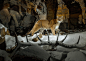 Picture of a Yellowstone National Park cougar