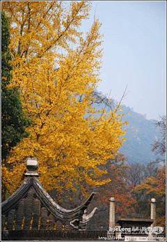 Fendiyu采集到天平山 【姑苏行】丹枫