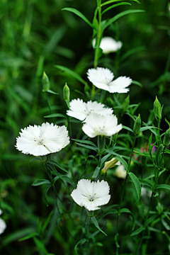 回忆成陌采集到ღ一花一世界ღ