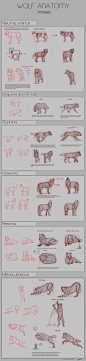 Wolf Anatomy - Part 2 by *Autlaw on deviantART || CHARACTER DESIGN REFERENCES | Find more at https://www.facebook.com/CharacterDesignReferences if you're looking for: #line #art #character #design #model #sheet #illustration #best #concept #animation #dra