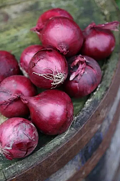 企鹅出没采集到food