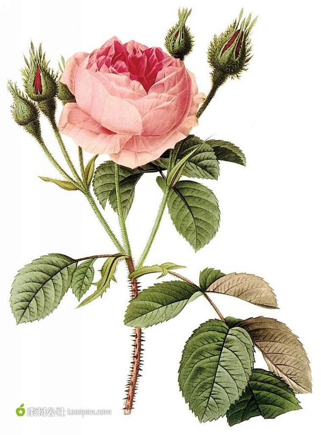 外国精美手绘玫瑰花插图