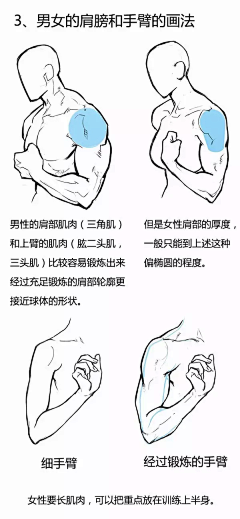 无影歌采集到人体结构透视教程