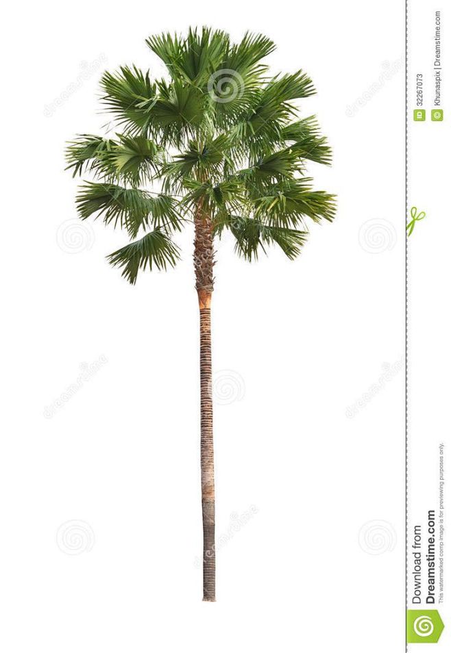 palm-tree-isolated-w...