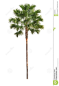 palm-tree-isolated-white-background-multipurpose-32267073.jpg (896×1300)