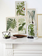 botanical prints: 