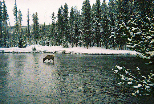 elk in the river (by...