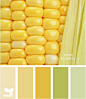 玉米亮色