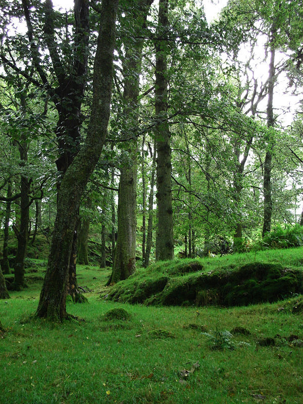 Ireland forest by Go...