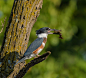 白腹鱼狗 Megaceryle alcyon 佛法僧目 翠鸟科 大鱼狗属
Belted Kingfisher and a crawfish by François St-Onge on 500px