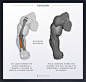 Few tips, Arthur Gimaldinov : I present to you my personal project based on a small tips for 2D artists.

This time I would like to share with you few things about triceps and tendon.