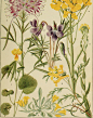 Rocky_Mountain_flowers_-_an_illustrated_guide_for_plant-lovers_and_plant-users_(1920)_(14781788841)