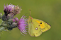 The clouded yellow on the thistle flower. by Jacqueline Brummans on 500px