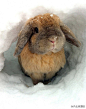 雪地里面钻出来一只小兔兔！太可爱了！
