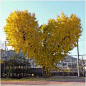 日本和歌山县一棵心形银杏树 感觉看到它都会有好运气呢