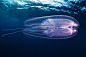 Weird Space




Alexander Semenov，俄罗斯摄影师、潜水爱好者，作品多是水下拍摄的海洋生物。他的这组新作名为《Weird Space》，2月拍摄于红海地区，以上是海月水母。

　 水母（Jellyfish），是海洋中重要的大型浮游生物。水母寿命很短，平均只有数个月的生命。





aurelia-aurita-small





aurelia-aurita-s





aurelia-noir





cyclosalpa......