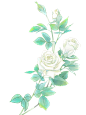 白玫瑰02