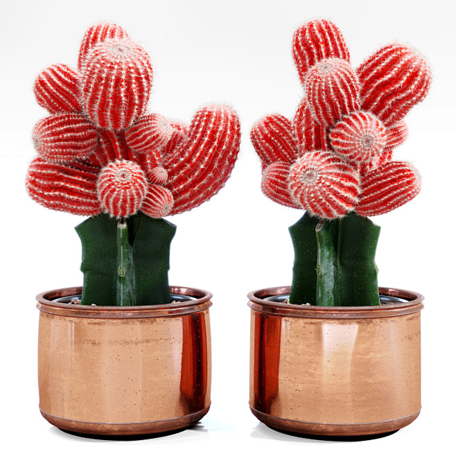 3D MODEL Red Cactus