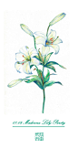 #365 Days Birthday Flowers#07.02 生日花：圣母百合（Madonna Lily）花语：清纯 