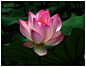 Photograph My Favorite Lotus by Sherman C. on 500px