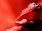 Close_up_waterdrop_on_flower_deep_red