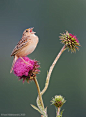 Grasshopper Sparrow by Axel Hildebrandt on 500px