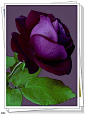 美丽的紫色玫瑰