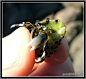 Tiny Hermit Crab 2 by Guardfather on deviantART
