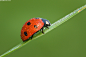 Photograph Red Climber by Erez Marom on 500px