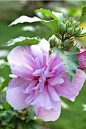 Rose of Sharon