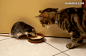 猫和老鼠~之现实版。 #搞笑#